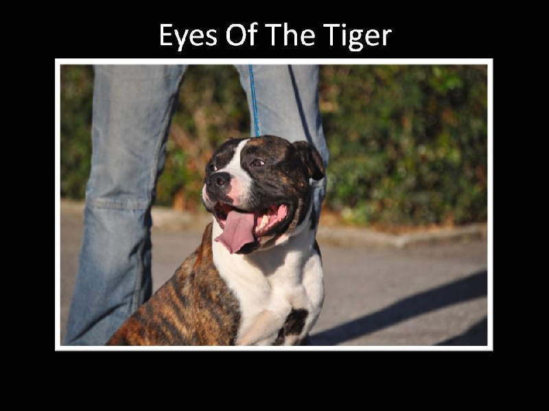 Eyes of the tiger du Domaine de Kheops