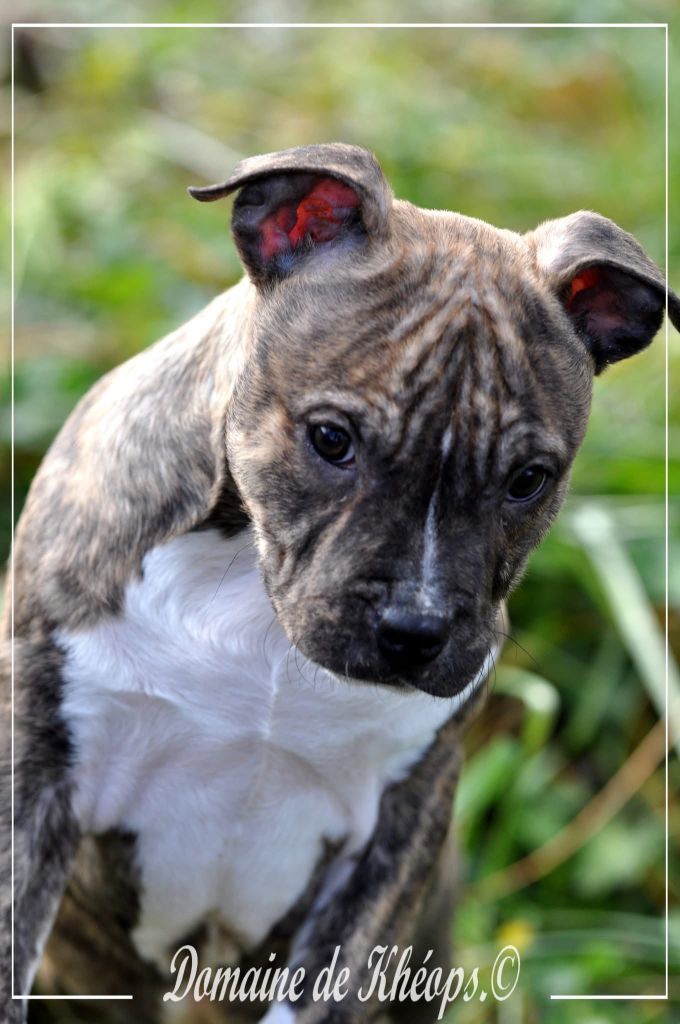 du Domaine de Kheops - Chiot disponible  - American Staffordshire Terrier