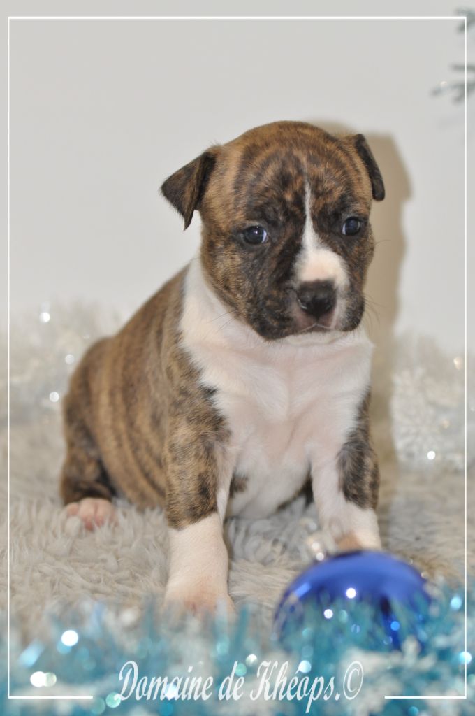 du Domaine de Kheops - Chiot disponible  - American Staffordshire Terrier