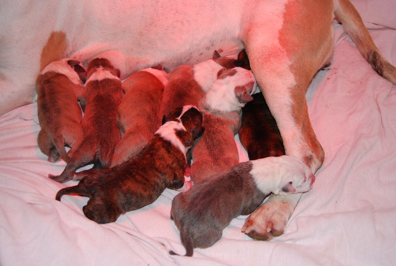 du Domaine de Kheops - American Staffordshire Terrier - Portée née le 20/09/2009