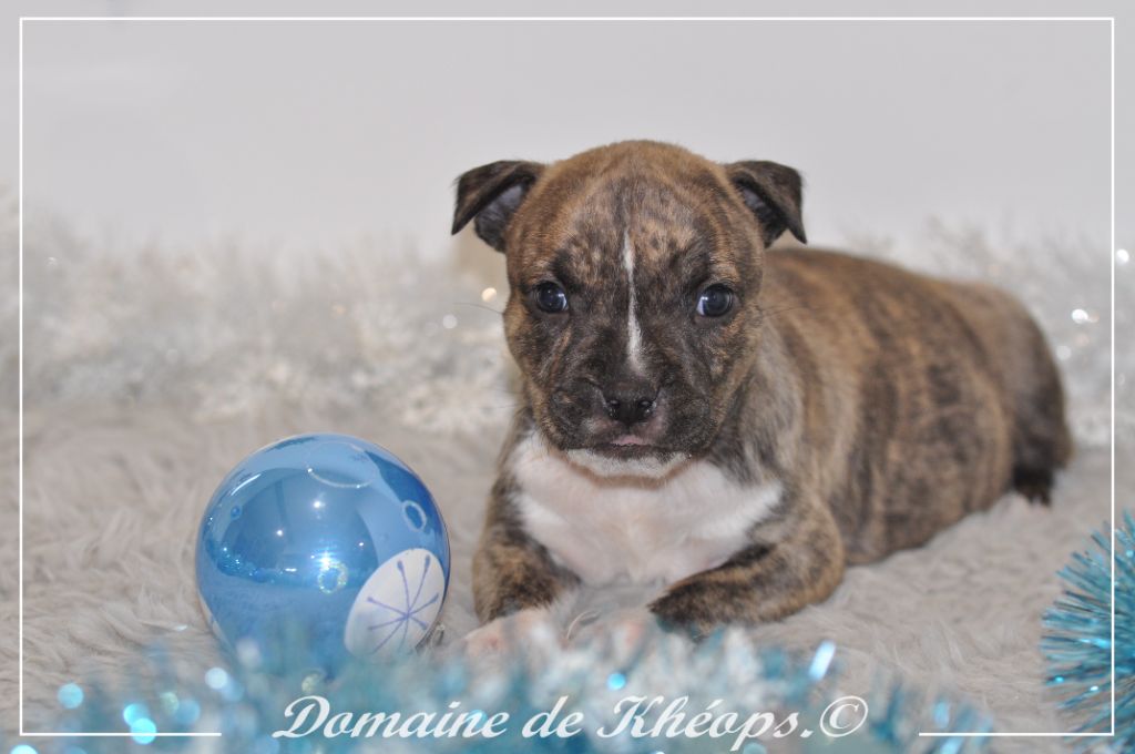 du Domaine de Kheops - Chiot disponible  - American Staffordshire Terrier