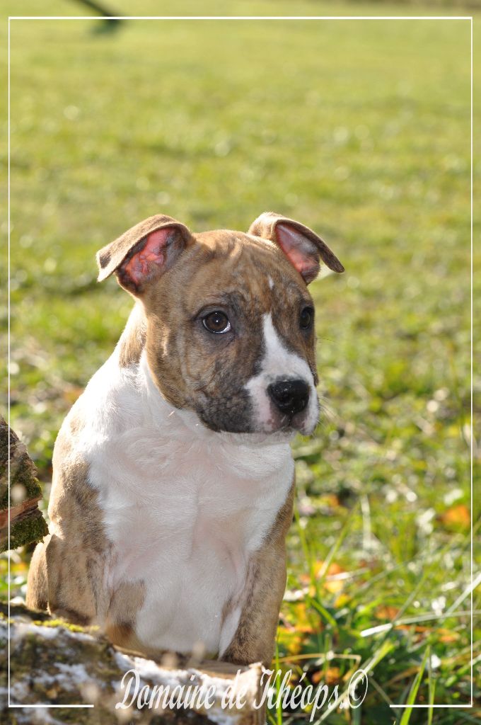 du Domaine de Kheops - Chiot disponible  - American Staffordshire Terrier