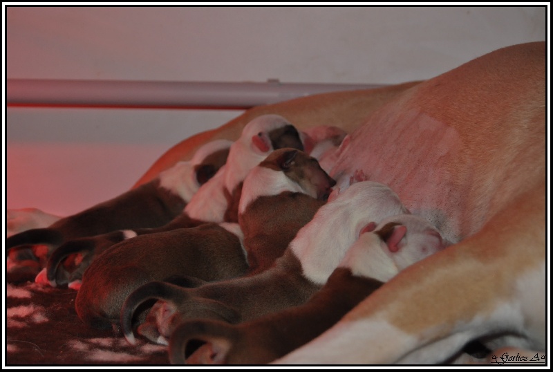 du Domaine de Kheops - American Staffordshire Terrier - Portée née le 20/05/2013