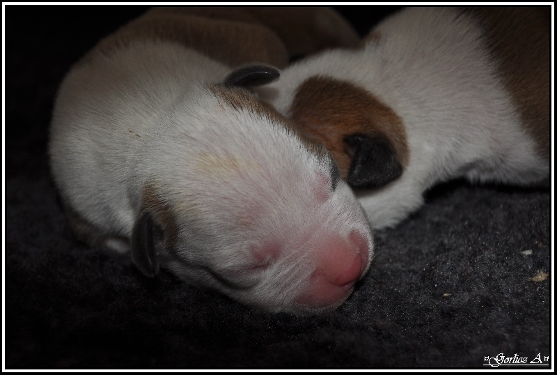 du Domaine de Kheops - American Staffordshire Terrier - Portée née le 29/04/2013