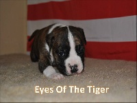 Eyes Of The Tiger