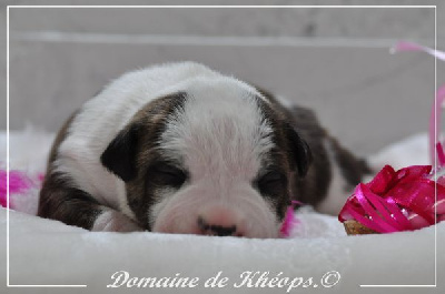 du Domaine de Kheops - American Staffordshire Terrier - Portée née le 31/10/2022