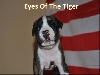 Eyes Of The Tiger