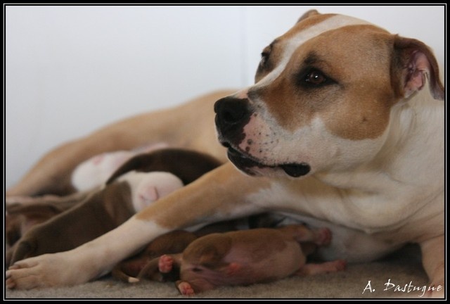 du Domaine de Kheops - American Staffordshire Terrier - Portée née le 16/04/2010
