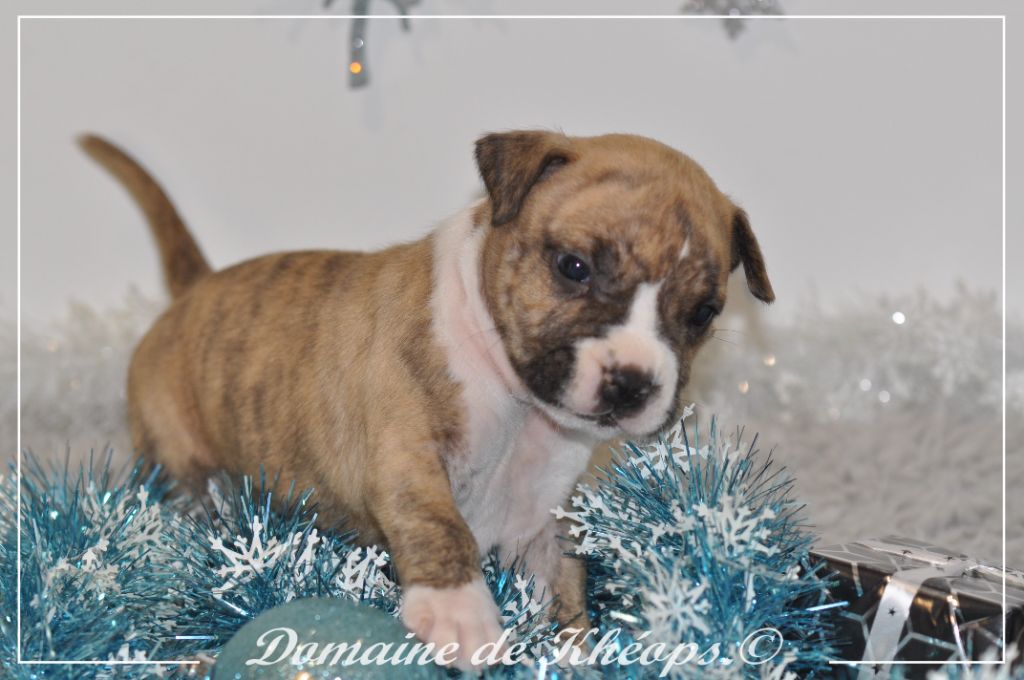 du Domaine de Kheops - Chiot disponible  - American Staffordshire Terrier