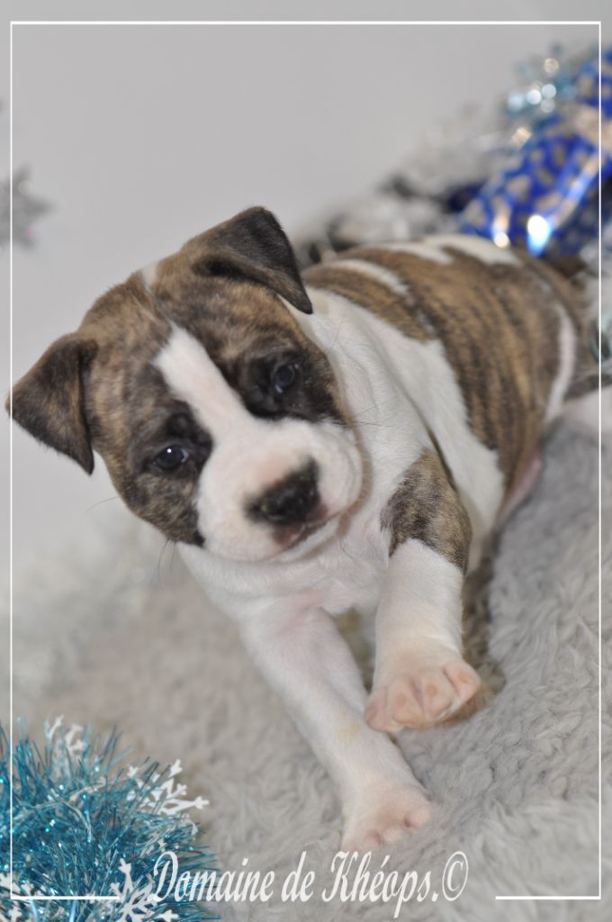 du Domaine de Kheops - Chiot disponible  - American Staffordshire Terrier