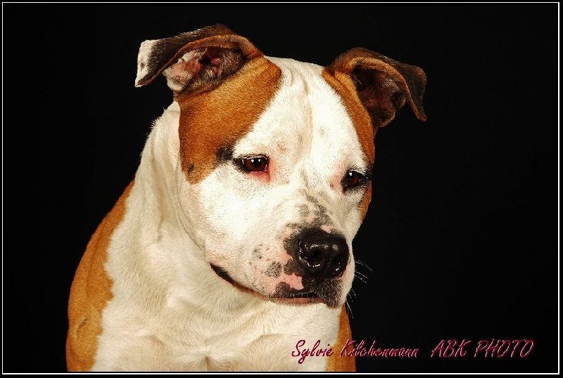 CH. Wwv.capone du Domaine de Kheops