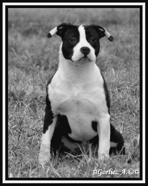 CH. Harmony dream du Domaine de Kheops
