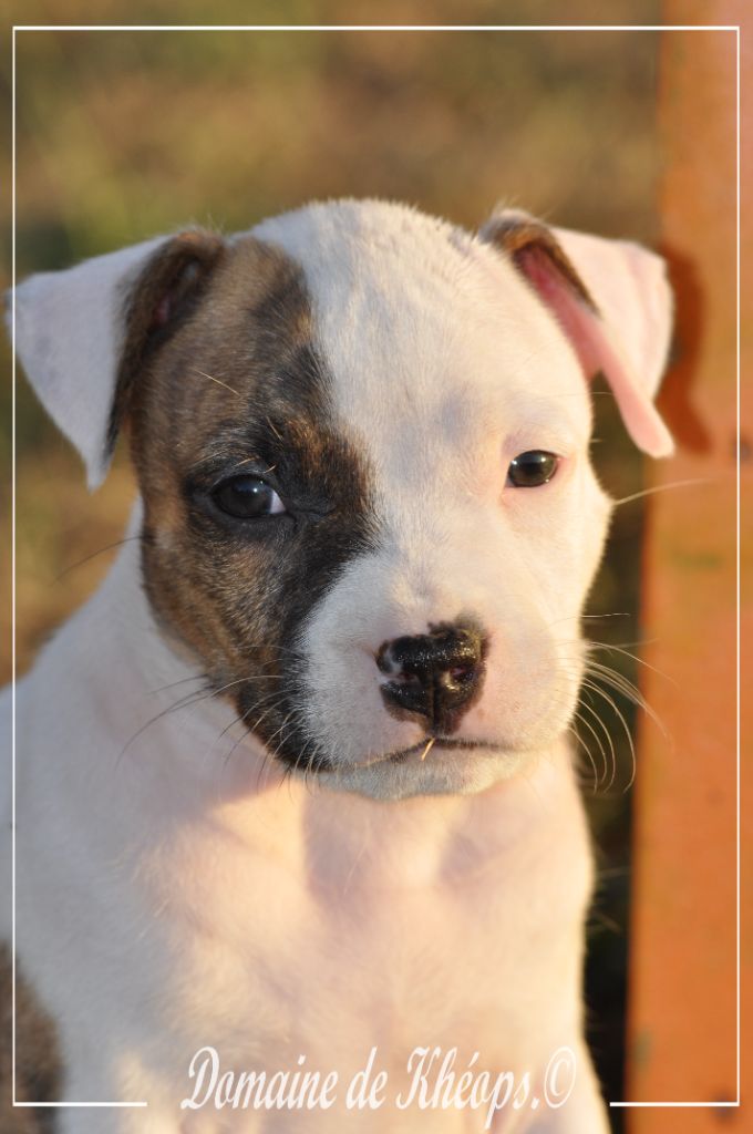 du Domaine de Kheops - Chiots disponibles - American Staffordshire Terrier