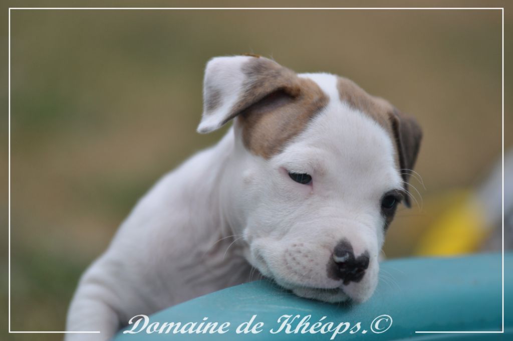 du Domaine de Kheops - Chiots disponibles - American Staffordshire Terrier