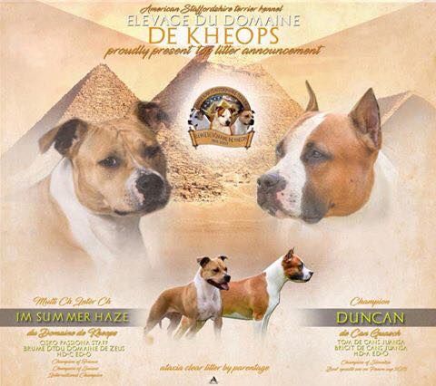 du Domaine de Kheops - American Staffordshire Terrier - Portée née le 22/08/2018
