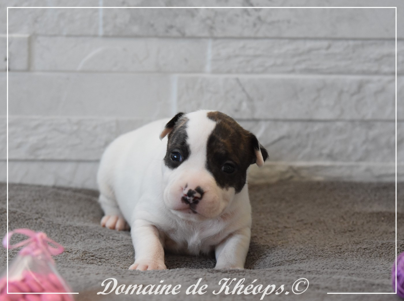 du Domaine de Kheops - Chiots disponibles - American Staffordshire Terrier