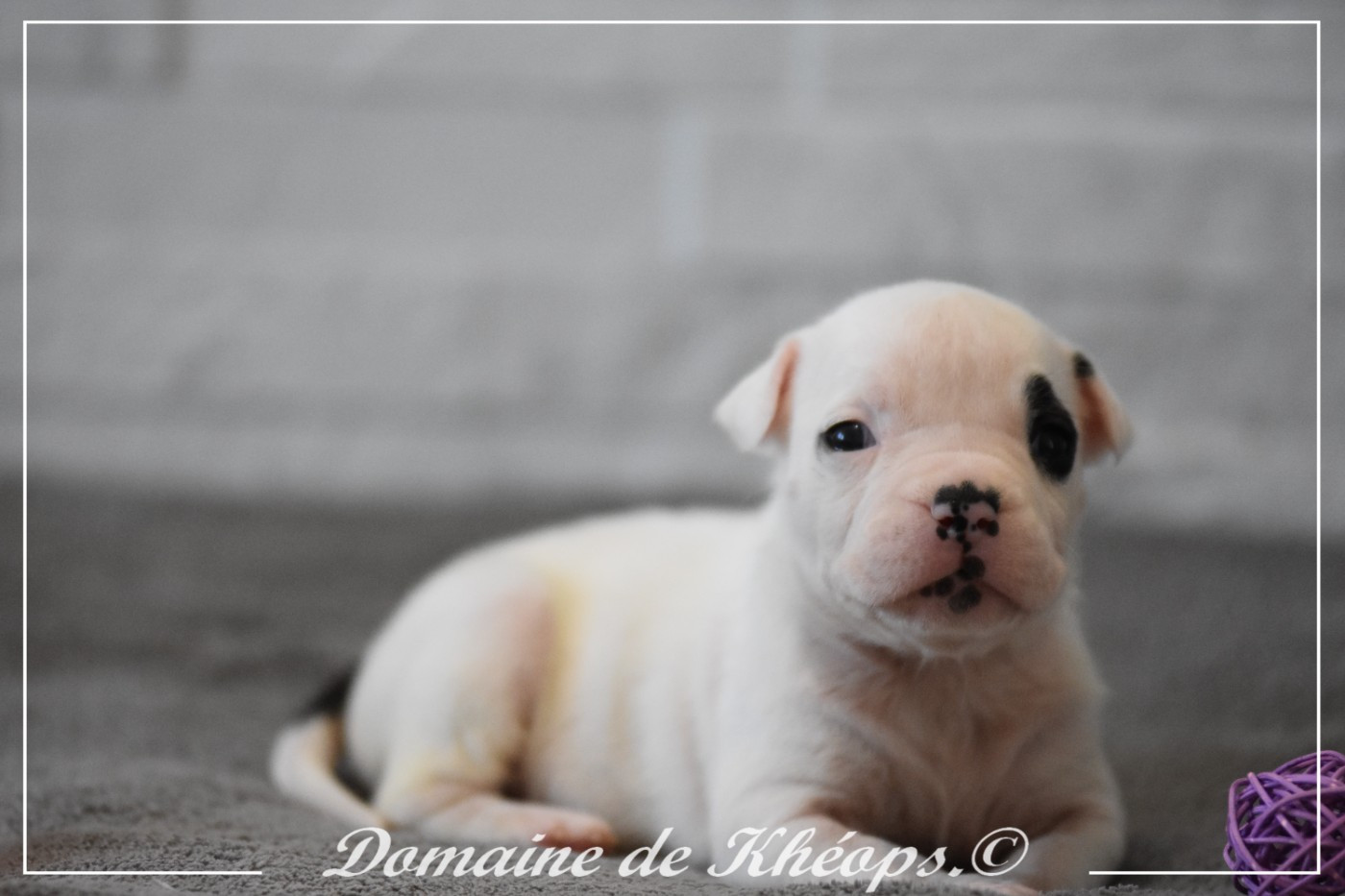 du Domaine de Kheops - Chiots disponibles - American Staffordshire Terrier