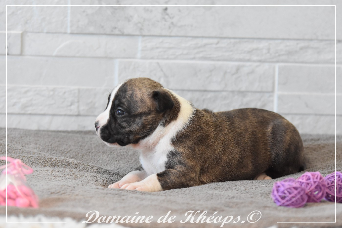 du Domaine de Kheops - Chiots disponibles - American Staffordshire Terrier