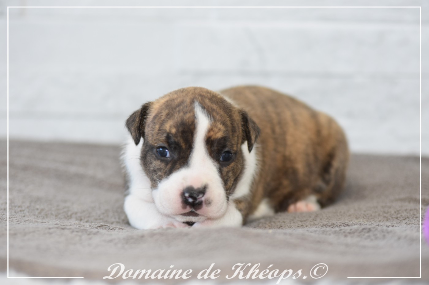 du Domaine de Kheops - Chiots disponibles - American Staffordshire Terrier