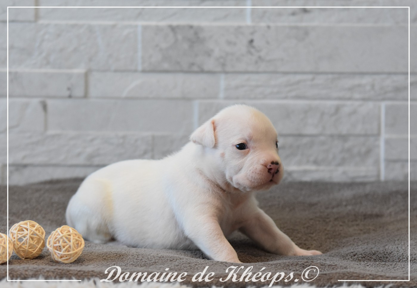 du Domaine de Kheops - Chiots disponibles - American Staffordshire Terrier
