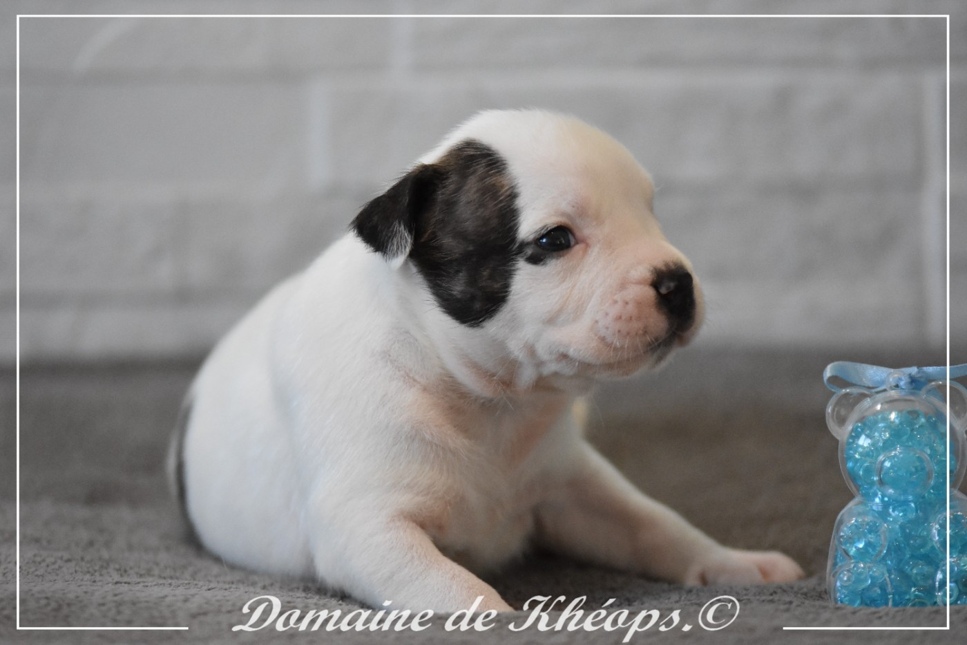 du Domaine de Kheops - Chiots disponibles - American Staffordshire Terrier