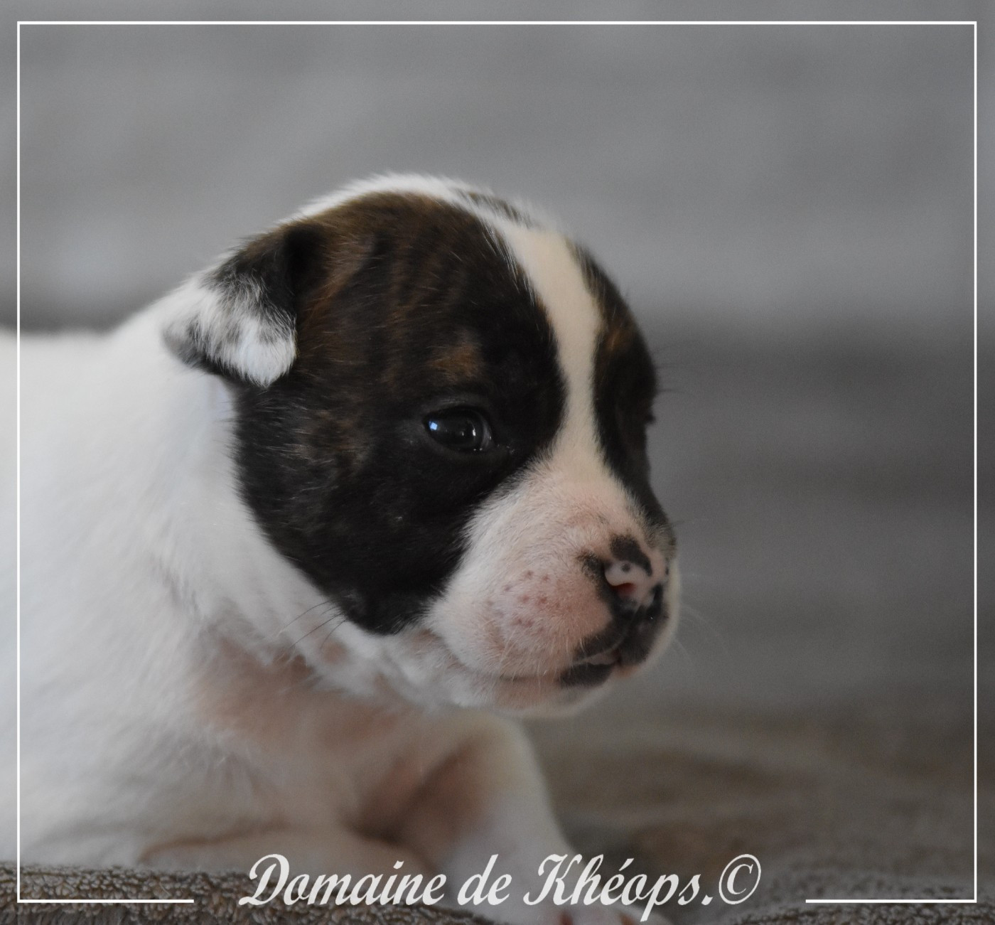 du Domaine de Kheops - Chiots disponibles - American Staffordshire Terrier