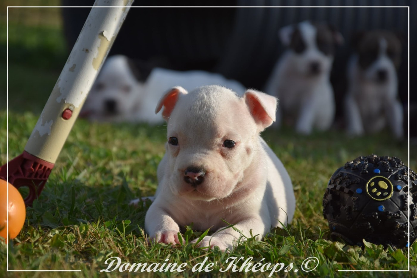 du Domaine de Kheops - Chiots disponibles - American Staffordshire Terrier