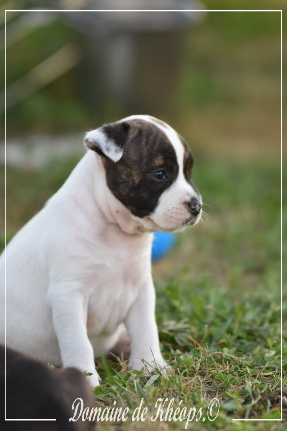 du Domaine de Kheops - Chiots disponibles - American Staffordshire Terrier