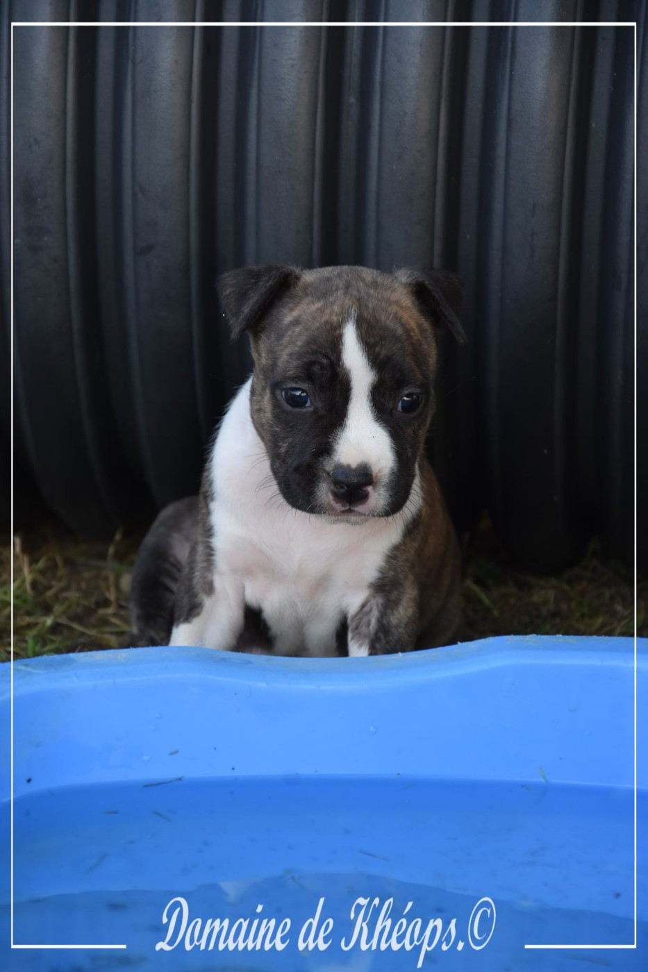 du Domaine de Kheops - Chiots disponibles - American Staffordshire Terrier