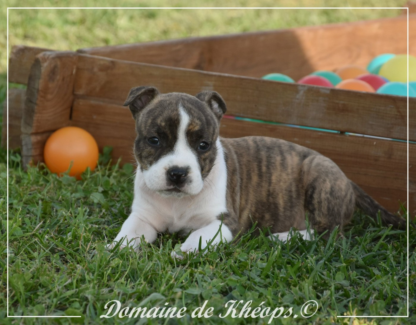 du Domaine de Kheops - Chiots disponibles - American Staffordshire Terrier