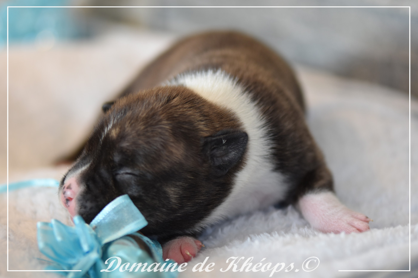 du Domaine de Kheops - Chiots disponibles - American Staffordshire Terrier