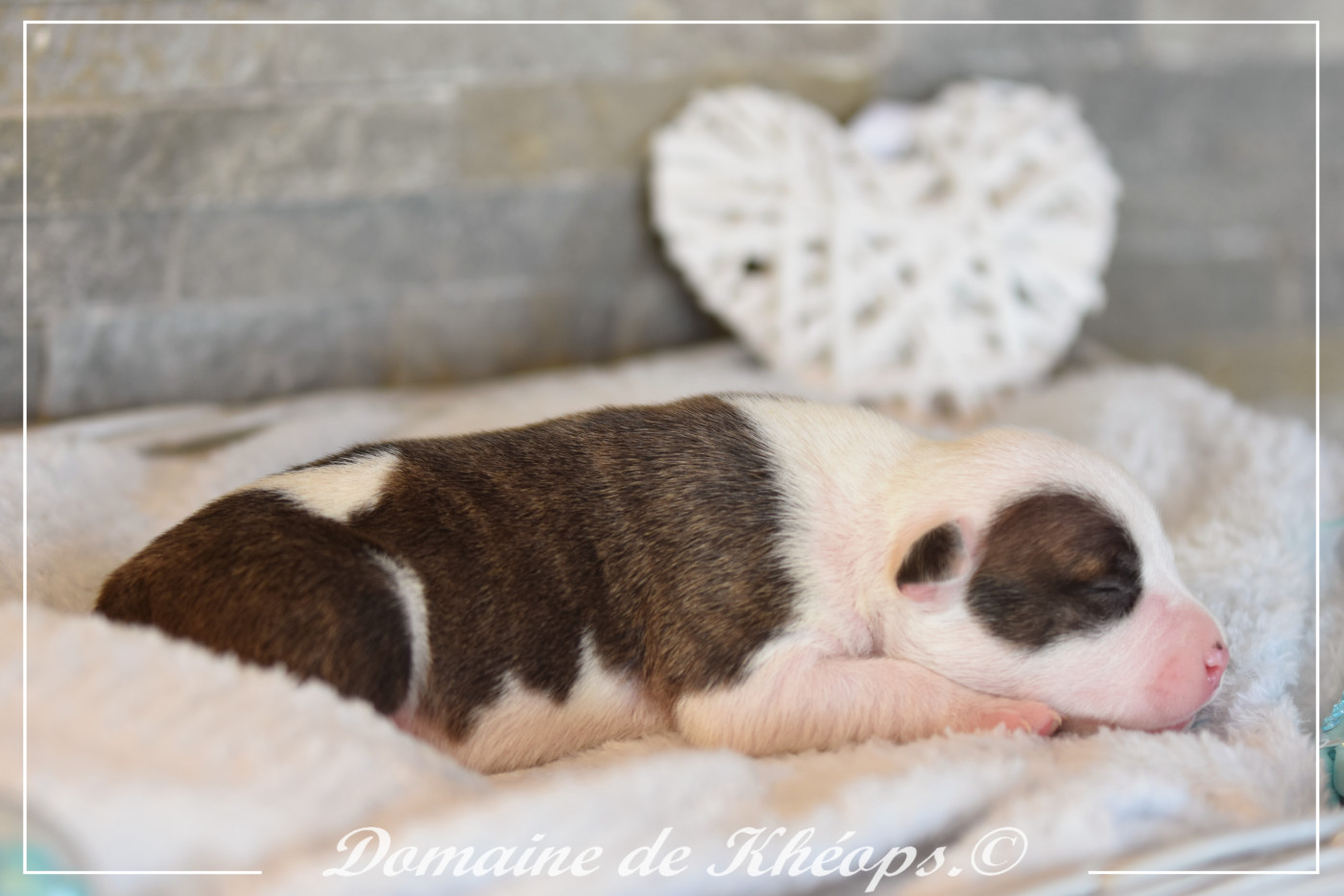 du Domaine de Kheops - Chiots disponibles - American Staffordshire Terrier