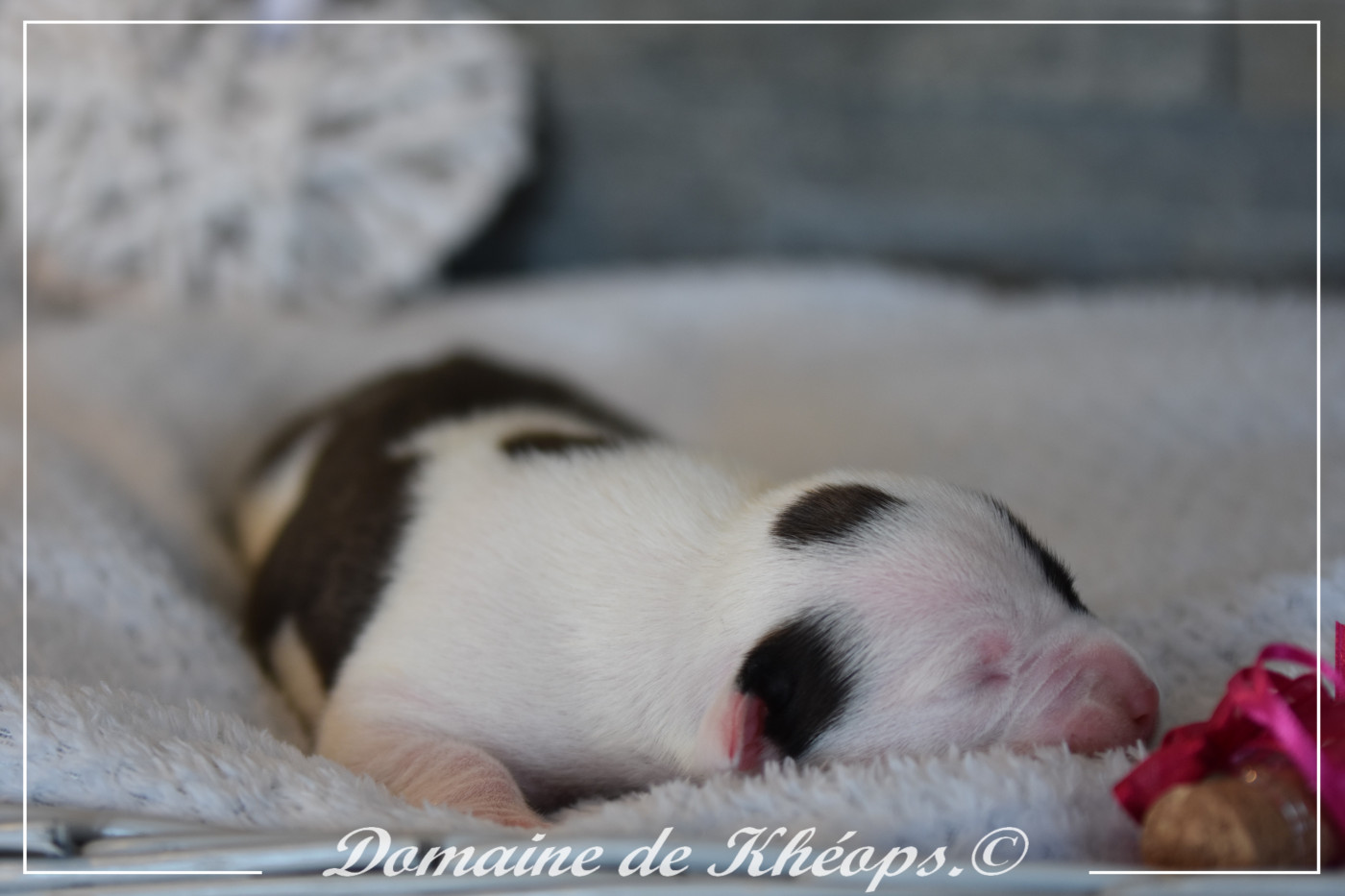 du Domaine de Kheops - Chiots disponibles - American Staffordshire Terrier