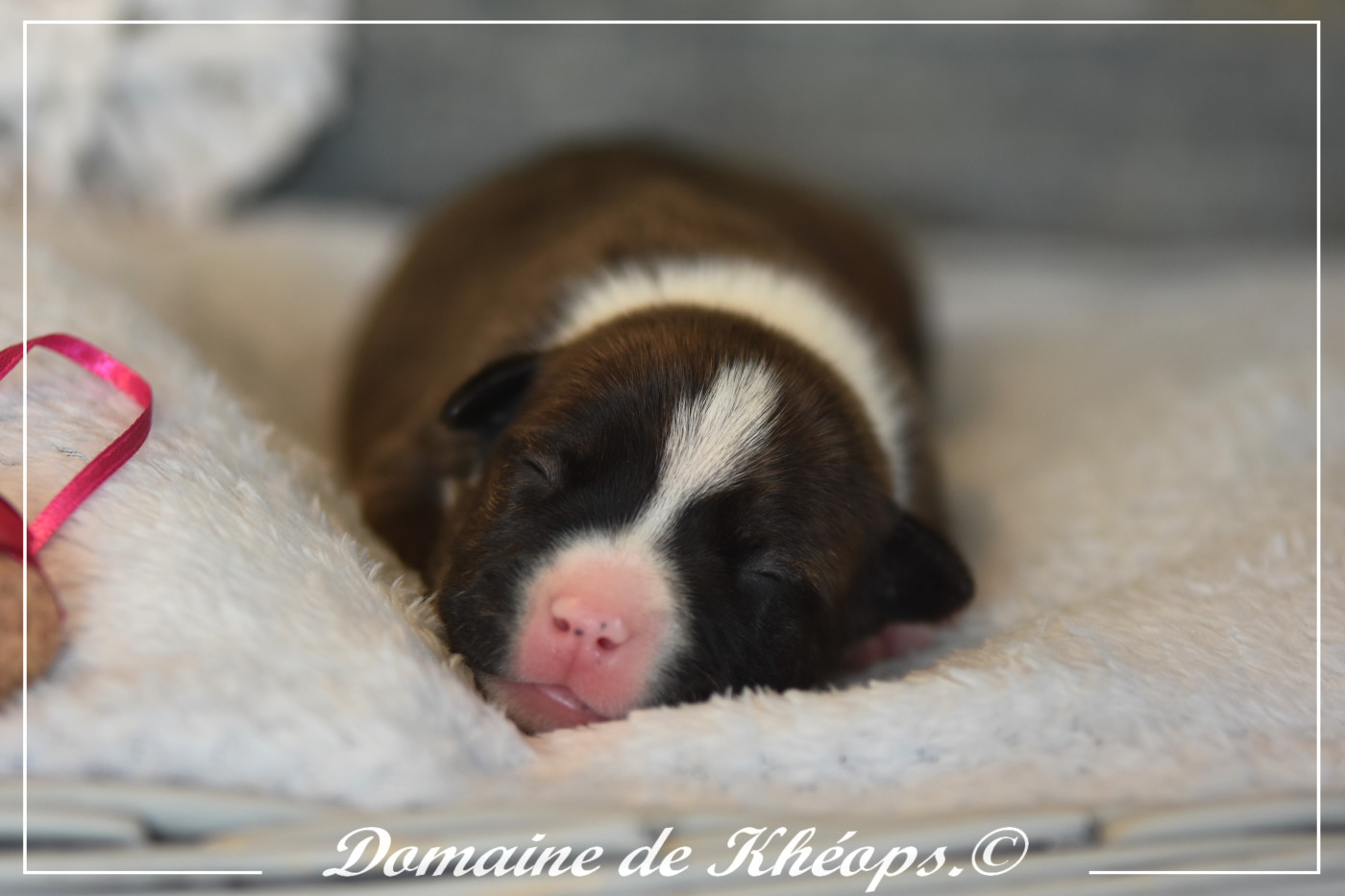 du Domaine de Kheops - Chiots disponibles - American Staffordshire Terrier