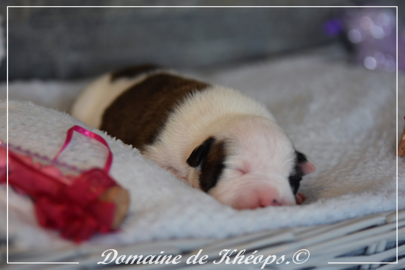 du Domaine de Kheops - Chiots disponibles - American Staffordshire Terrier