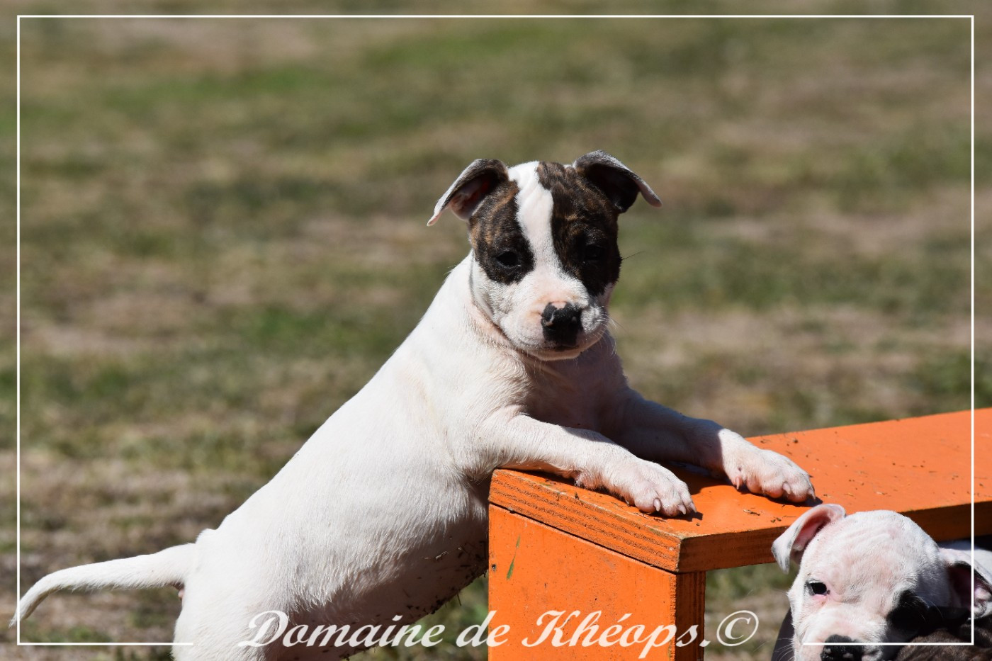 du Domaine de Kheops - Chiots disponibles - American Staffordshire Terrier