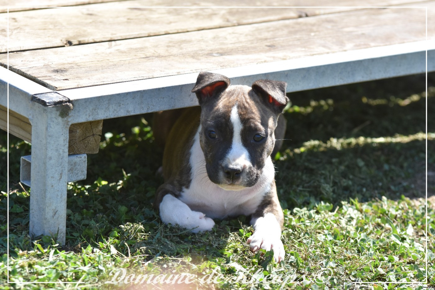 du Domaine de Kheops - Chiots disponibles - American Staffordshire Terrier
