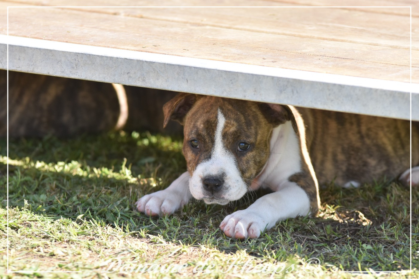 du Domaine de Kheops - Chiots disponibles - American Staffordshire Terrier