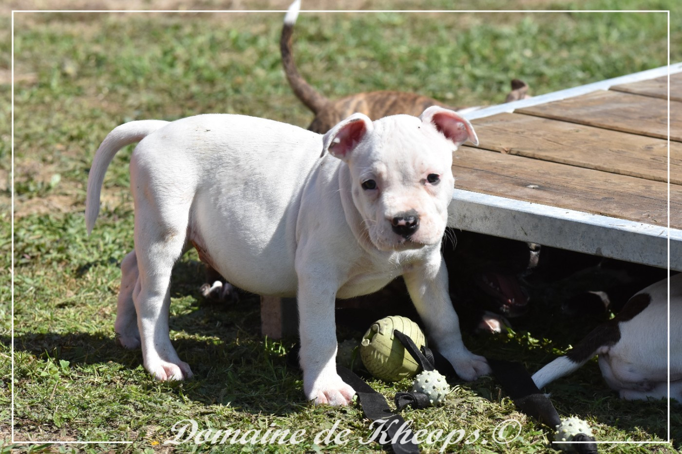 du Domaine de Kheops - Chiots disponibles - American Staffordshire Terrier