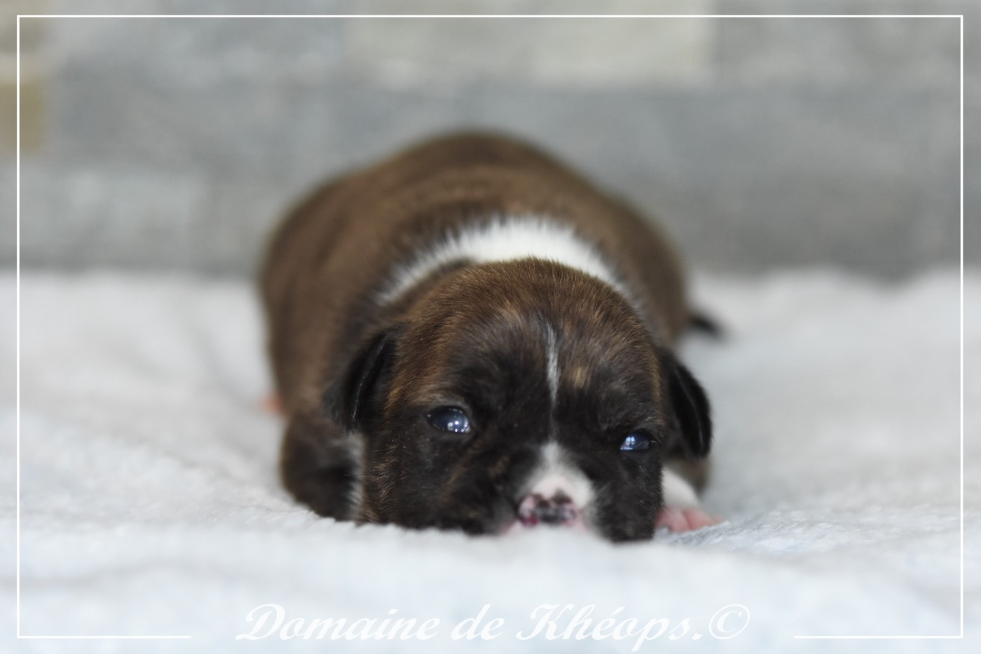 du Domaine de Kheops - Chiots disponibles - American Staffordshire Terrier