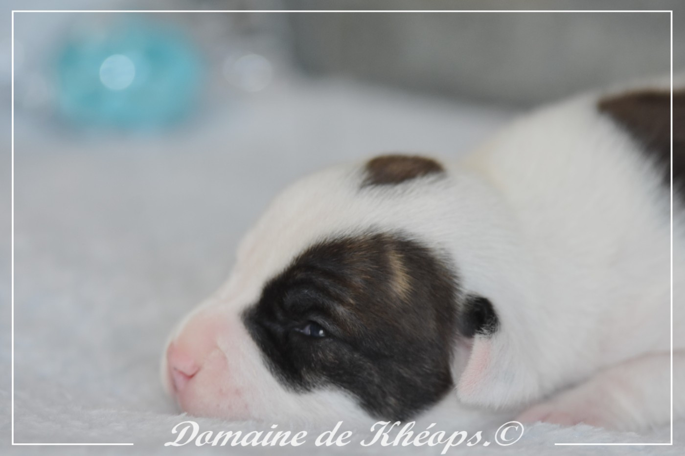 du Domaine de Kheops - Chiots disponibles - American Staffordshire Terrier
