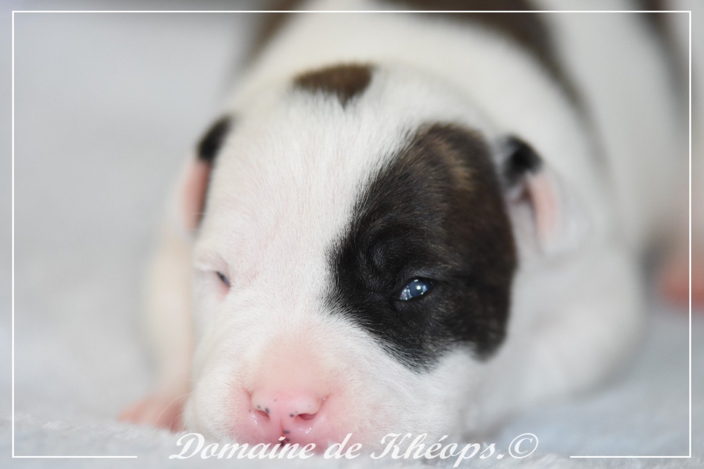 du Domaine de Kheops - Chiots disponibles - American Staffordshire Terrier