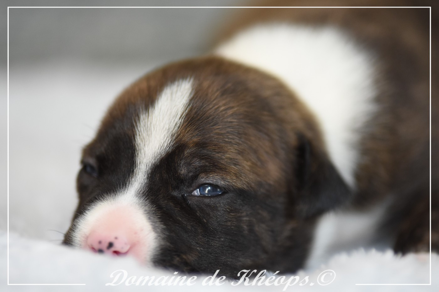 du Domaine de Kheops - Chiots disponibles - American Staffordshire Terrier