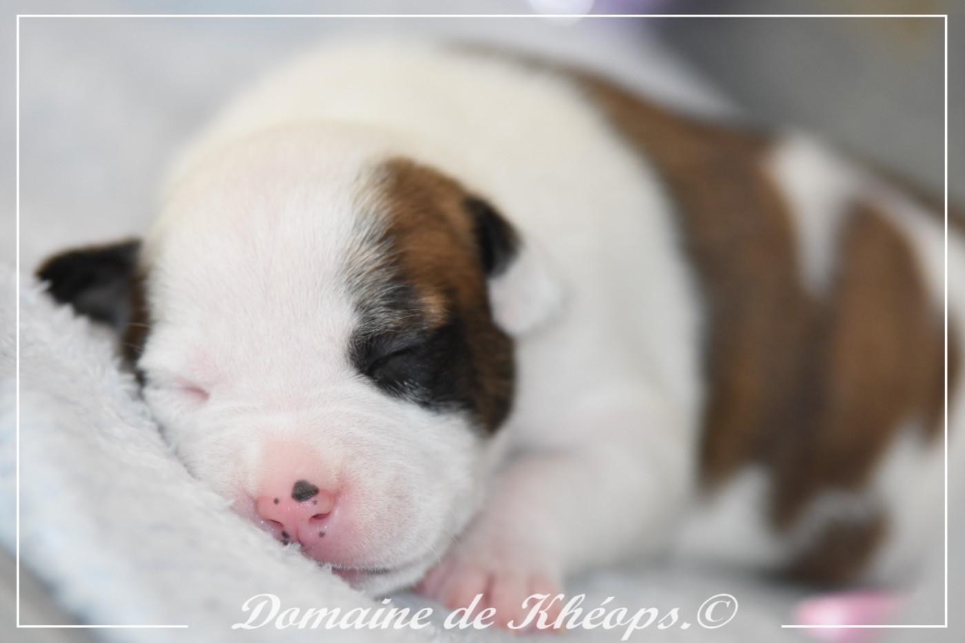 du Domaine de Kheops - Chiots disponibles - American Staffordshire Terrier
