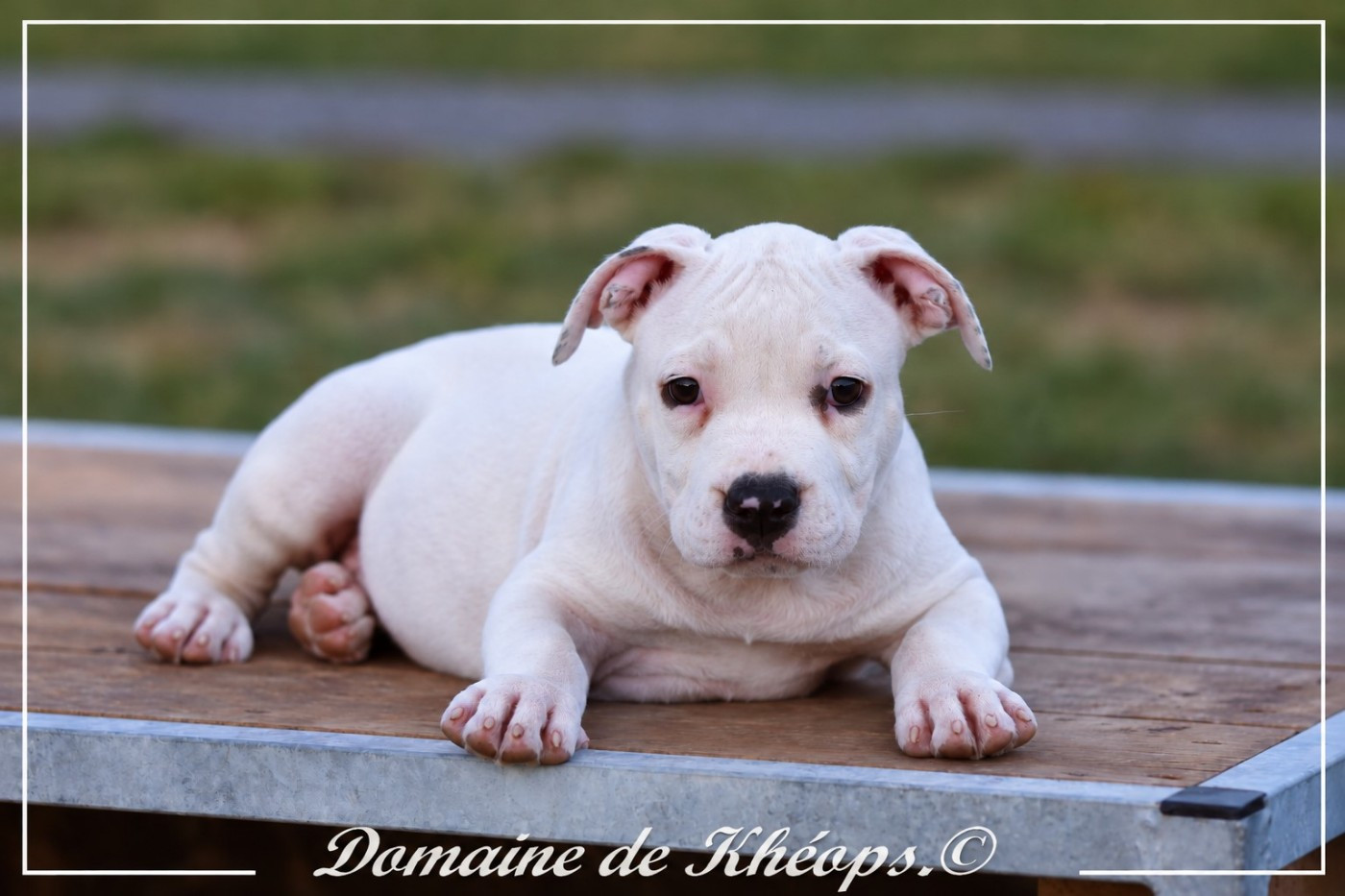 du Domaine de Kheops - Chiots disponibles - American Staffordshire Terrier