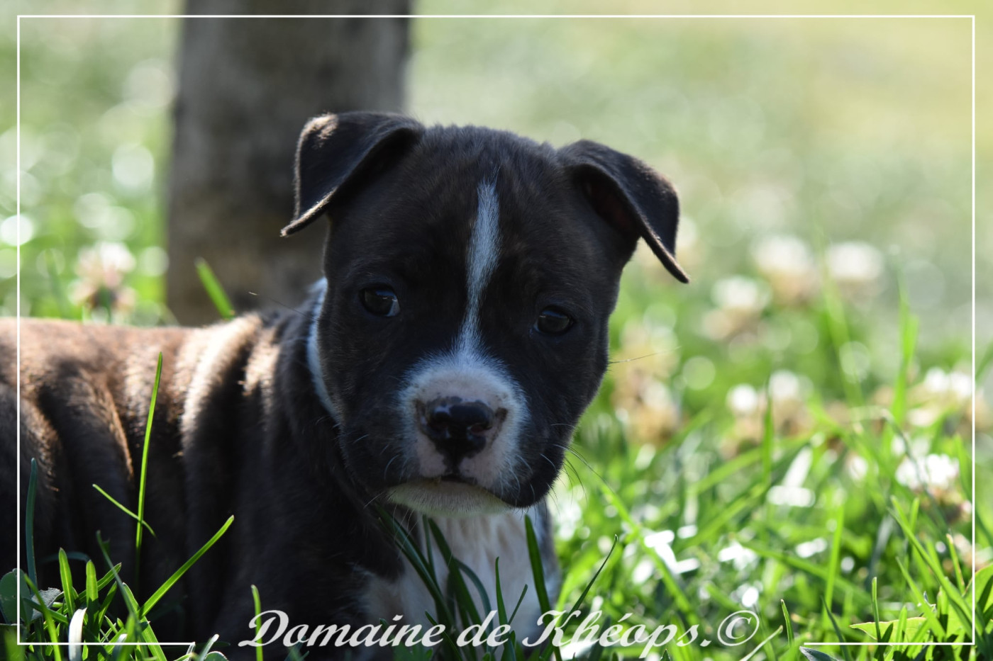 du Domaine de Kheops - Chiots disponibles - American Staffordshire Terrier
