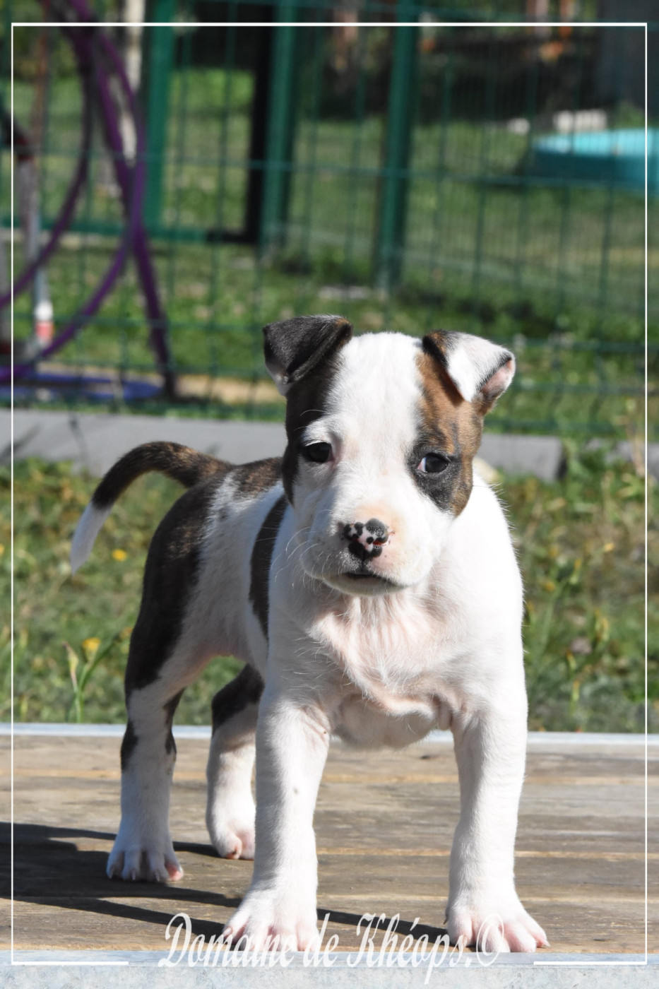 du Domaine de Kheops - Chiots disponibles - American Staffordshire Terrier