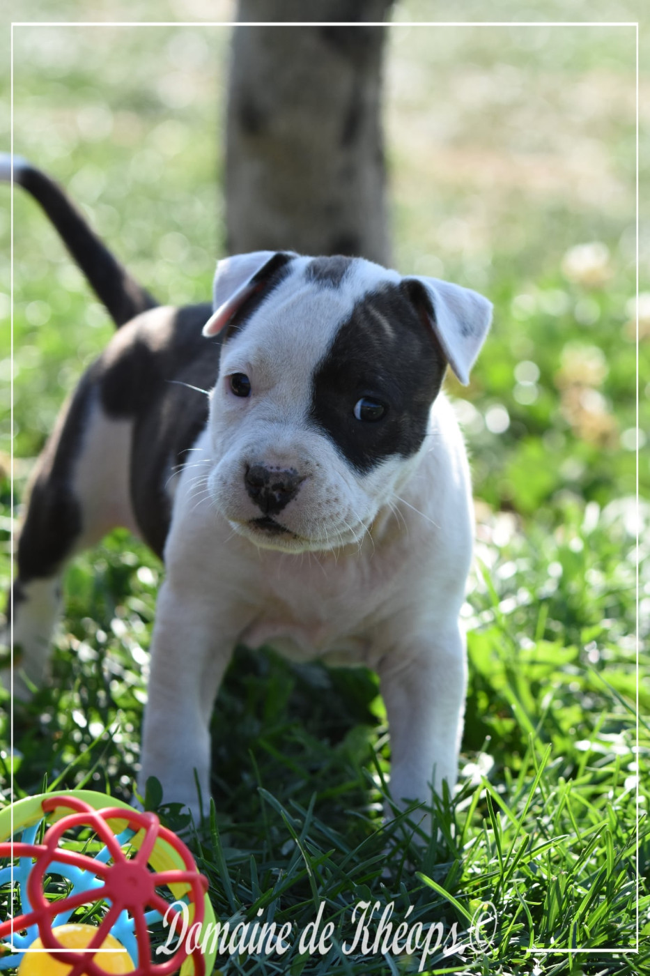 du Domaine de Kheops - Chiots disponibles - American Staffordshire Terrier