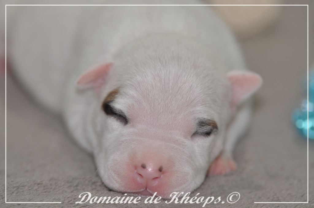 du Domaine de Kheops - Chiots disponibles - American Staffordshire Terrier