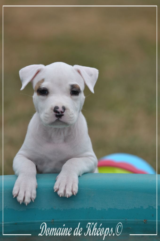 du Domaine de Kheops - Chiots disponibles - American Staffordshire Terrier